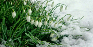 Подснежники