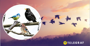 В Украине есть птица, которую экспериментально заселили из Польши