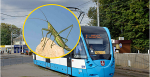 Саранча в винницком трамвае