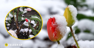 Тюльпани вкрила "біла ковдра"