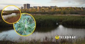 Річка Суха Московка у Запоріжжі