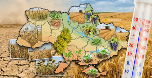 Какие культуры вытеснят традиционные