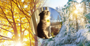 Кот наслаждается теплом