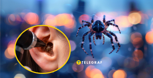 Чому і як комахи можуть опинитися у вусі