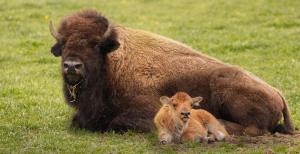 Зубр с теленком