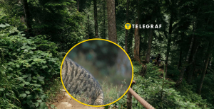 Уникального хищника увидели в Черкасской области