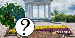 В центрі Полтави росте кабачок на тротуарі
