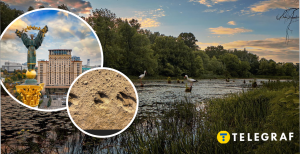 В Киеве бродячие собаки гонялись за лосем