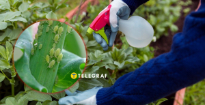 Борьба со тлей