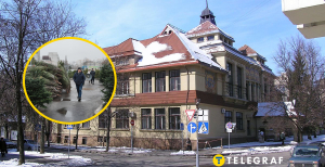 Продаж ялинок у Харкові