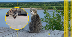 Кошачьи умеют плавать