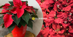 Пуансетия рождественская