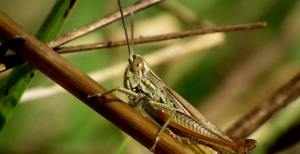 Коли закінчиться навала сарани