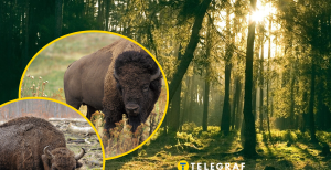 Чим відрізняється зубр від бізона