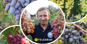 Какие ультраранние сорта винограда созревают в Украине уже в конце июля