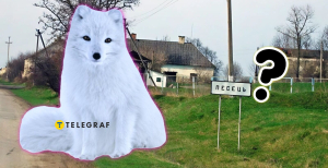 Песец на Хмельнитчине