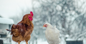 Как содержать кур