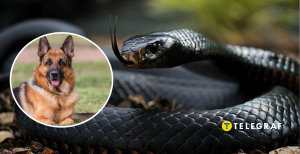 Собака и пресмыкающийся