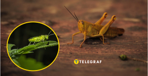 Що їсть сарана