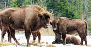 Родина зубрів