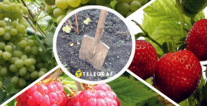 Полуниця, малина та виноград — найцінніші ягідні культури для заробітку