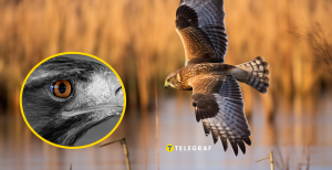 Чому яструби з’являються в містах