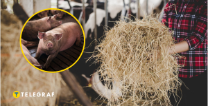 Як правильно утримувати свиней