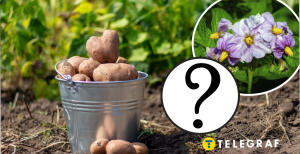 Какой картофель нельзя есть