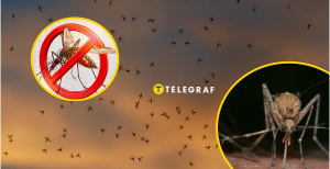 Як боротися з комарами