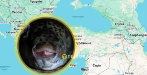 Рыбу Lagocephalus sceleratus уже массово ловят в Средиземном море и в соседних с Украиной странах