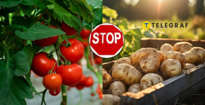 Помідори не друзі картоплі
