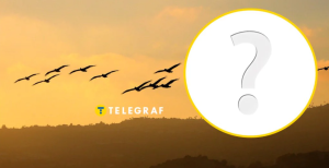 Такая птица особо активна ночью