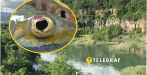 Зникаючі види риб