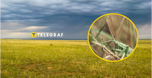 В Украине исчезает один из видов насекомых