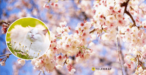 Кот и деревья весной