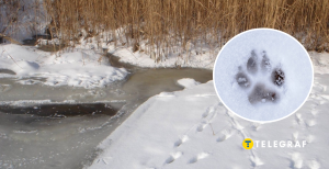 Следы хищников на снегу