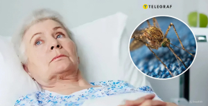 Паразитарная болезнь может поражать не только людей