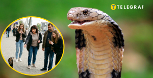 На Киевщине нашли "кобру"