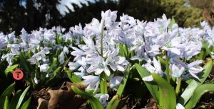 Весенние первоцветы