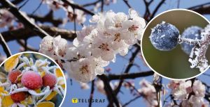 Коли в Україні будуть заморозки