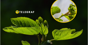 В Україні комахи знищують волоські горіхи