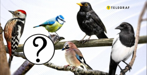 Птахи України