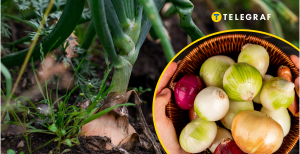 Почему у фермеров проблемы с луком