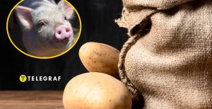 Чим не можна годувати свиней