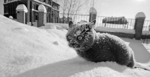 Кот, зима