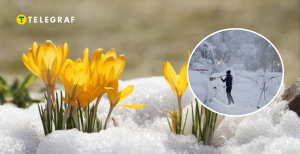 Цветы и снегопад