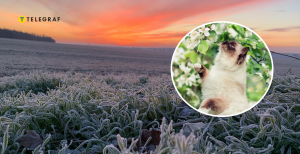 Заморозки припадають на початок квітня