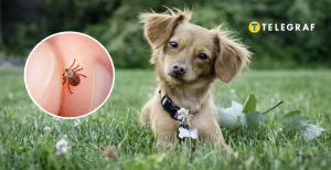Домашние любимцы уязвимы к членистоногим