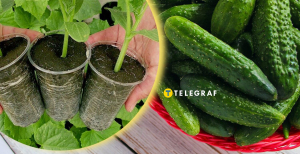 Рассада огурцов