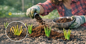 Пожелтевший зеленый лук